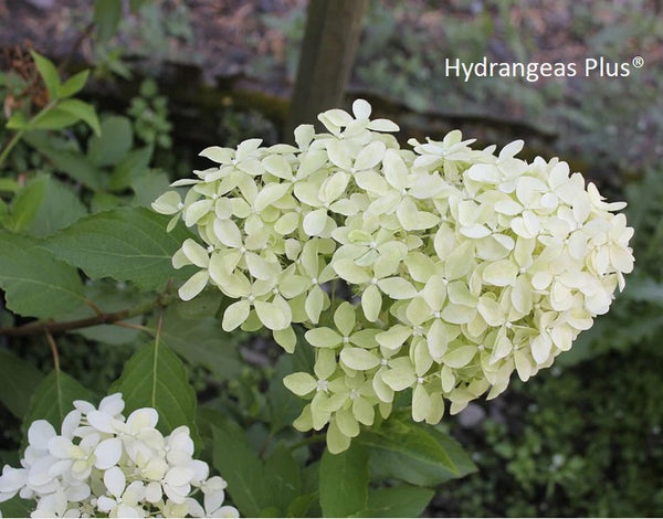 Hydrangea paniculata 'Magical Lime Sparkle'