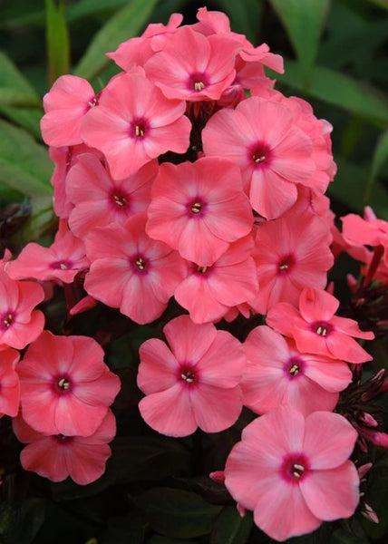 Phlox paniculata 'Ditomdre' (aka Coral Crème Drop PP20907)