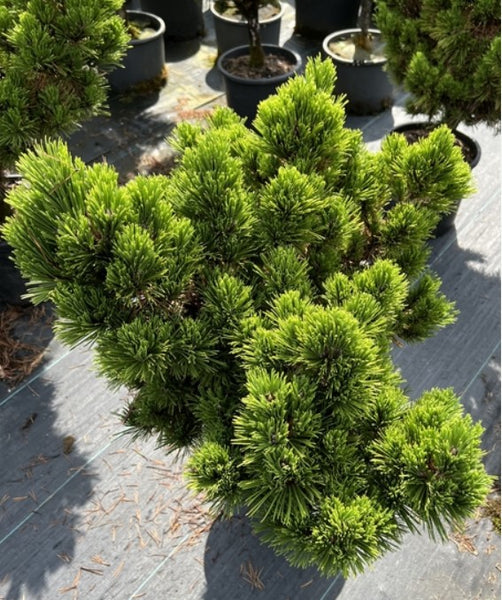 Pinus thunbergii 'Emery's Dwarf'