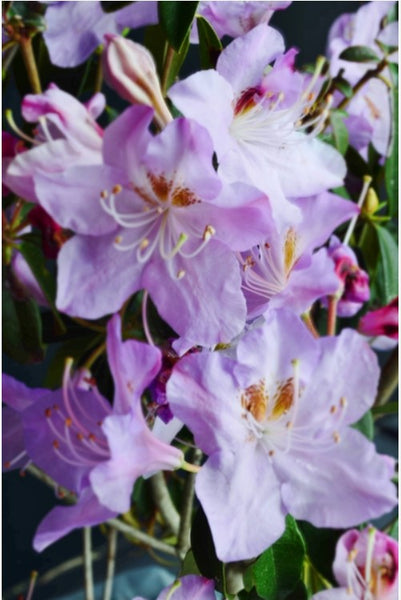 Rhododendron 'Star Trek'