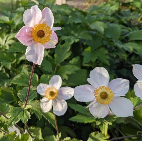 Anemone 'Dainty Swan'