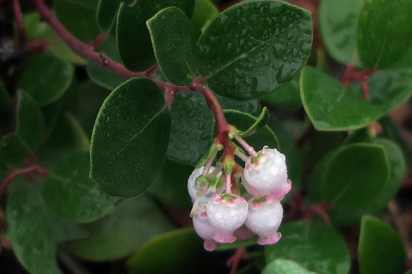 Arctostaphylos nummularia nummularia [Select Form]