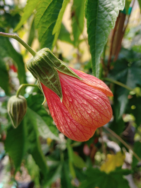 Abutilon 'Tangerine Mist'