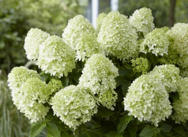 Hydrangea paniculata 'Little Spooky'