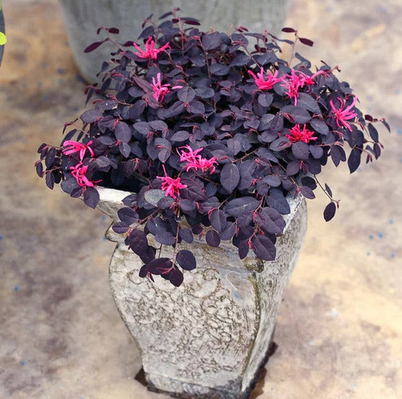 Loropetalum 'Jazz Hands Mini'