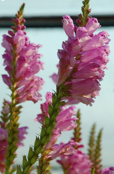 Physostegia virginiana 'Miss Manners Pink '