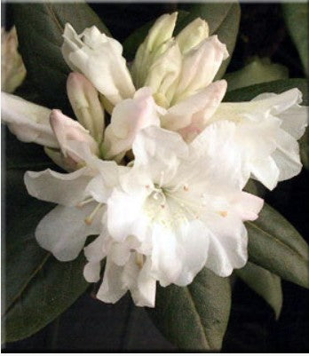 Rhododendron 'Dora Amateis'