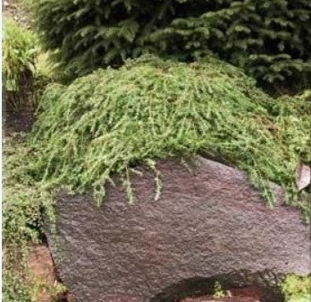 Tsuga canadensis 'Cole's Prostrate'