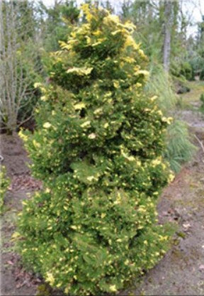 Chamaecyparis obtusa 'Saffron Spray'