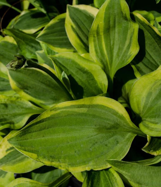 Hosta 'Golden Tiara'