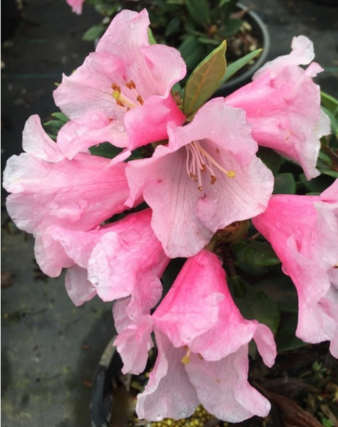 Rhododendron 'Something Lovely'