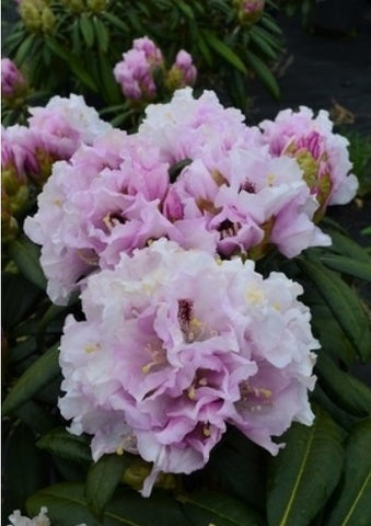 Rhododendron 'Gordon Jones'