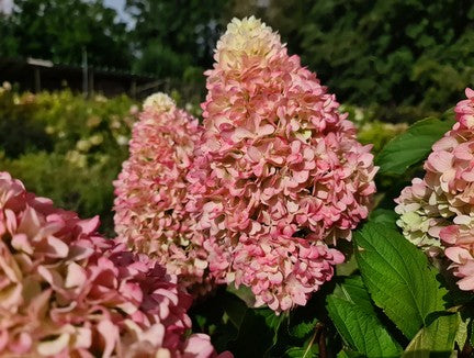 Hydrangea paniculata 'Little Fresco'