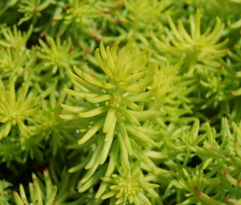 Sedum rupestre 'Angelina'