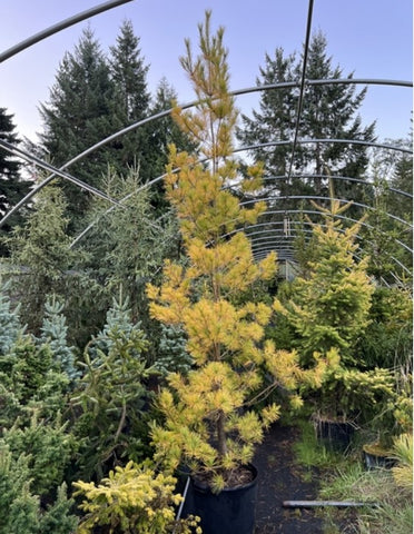 Pinus strobus 'Louie' (Louie Eastern White Pine)