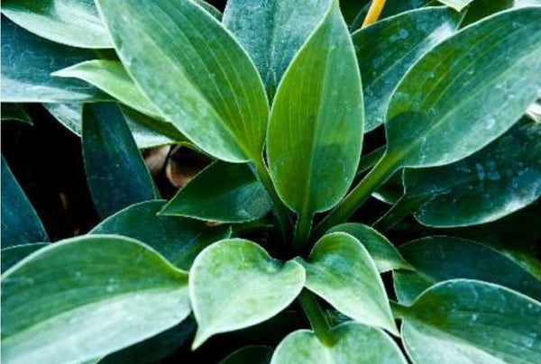 Hosta 'Halycon'