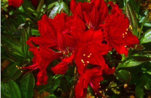 Azalea 'Wallowa Red'