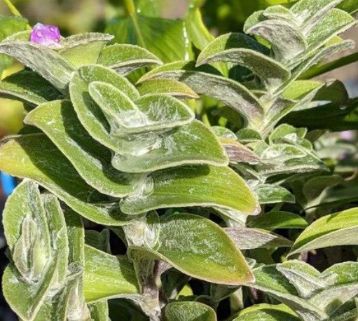 Tradescantia sillamontana