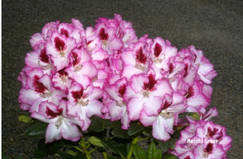 Rhododendron 'Cherry Cheesecake'