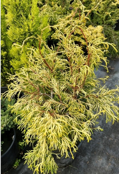 Chamaecyparis obtusa 'Lemon Twist'