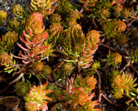 Sedum reflexum 'Aureum'