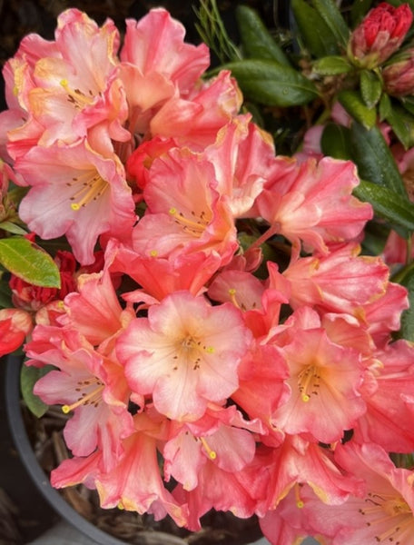 Rhododendron 'Sierra Sunset'