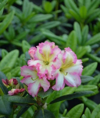 Rhododendron 'Melrose Flash'