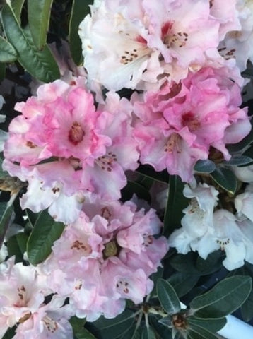 Rhododendron 'Chemainus'