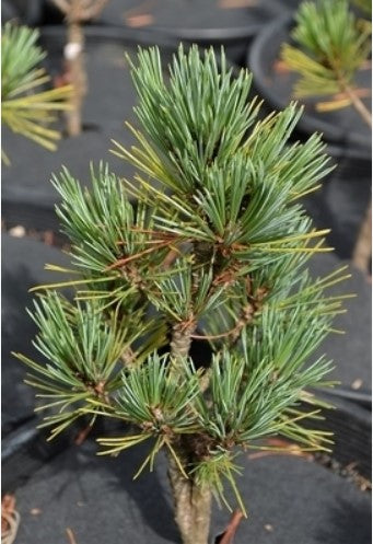 Pinus strobiformis 'Loma Linda'