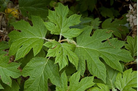 Hydrangea quercifolia 'Pee Wee'