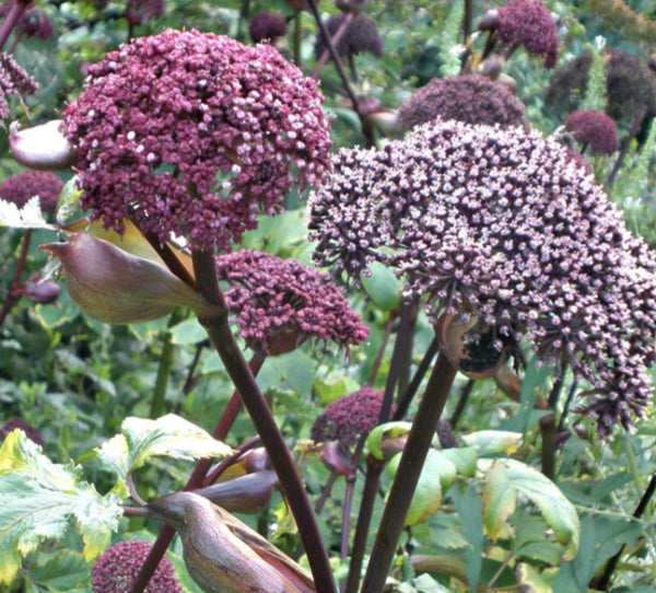 Angelica gigas