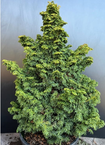 Chamaecyparis obtusa 'Kosteri'