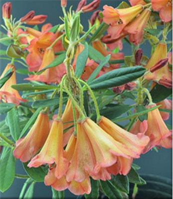 Rhododendron 'Medusa'