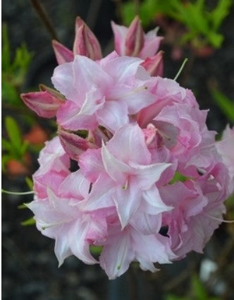 Azalea 'Soft Shimmer'