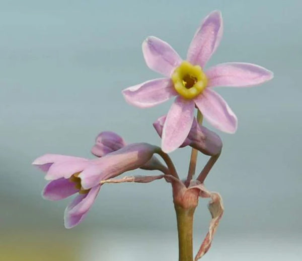 Tulbaghia codii