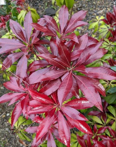 Pieris japonica 'Katsura'