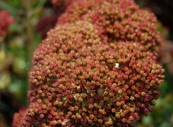 Sedum spectabile 'Indian Chief'