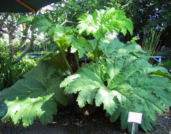 Gunnera tinctoria (aka Gunnera chilensis)