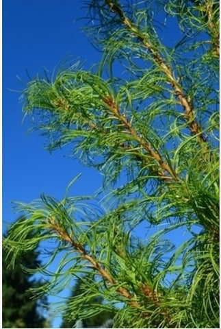 Pinus strobus 'Torulosa'