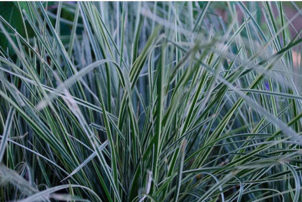 Deschampsia caespitosa 'Northern Lights'