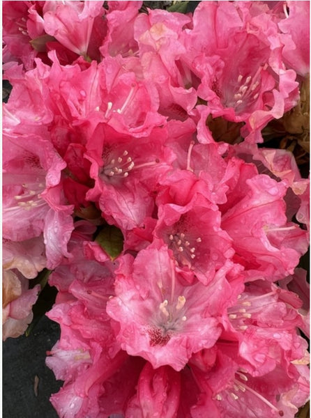 Rhododendron 'Tina Heinje'