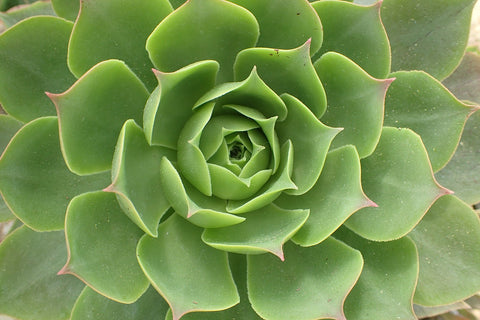 Aeonium canariense
