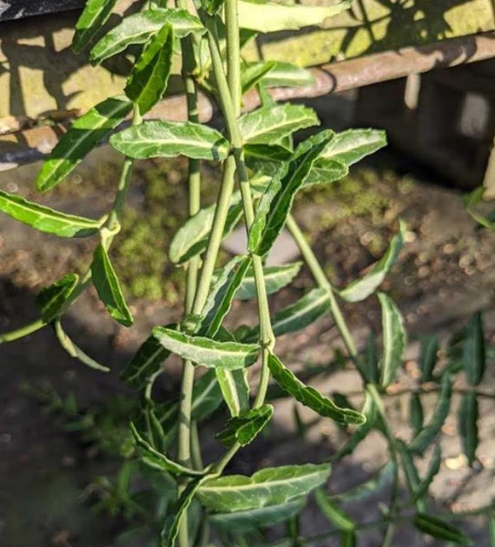 Euonymus fortunei 'Wolong Ghost'