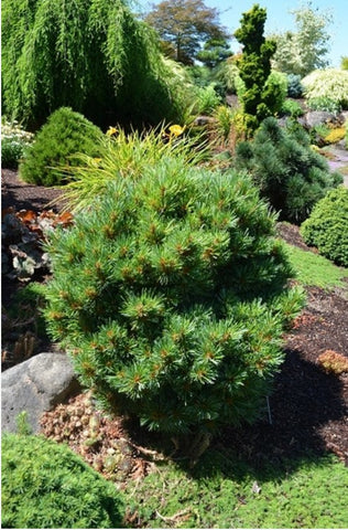 Pinus koraiensis 'Blue Ball'