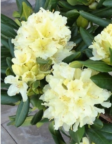 Rhododendron 'Capistrano'