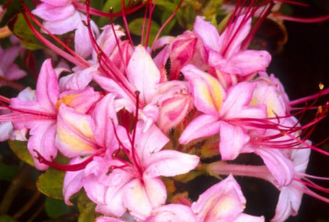 Azalea 'Pink and Sweet'