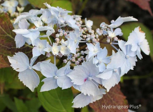 Hydrangea serrata 'Blue Deckle'