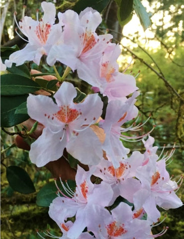 Rhododendron yunnanense