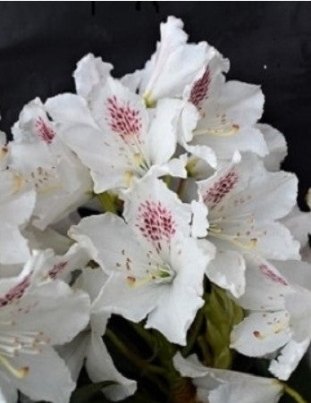 Rhododendron 'Martha Player'