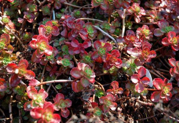 Sedum spurium 'Fuldaglut'